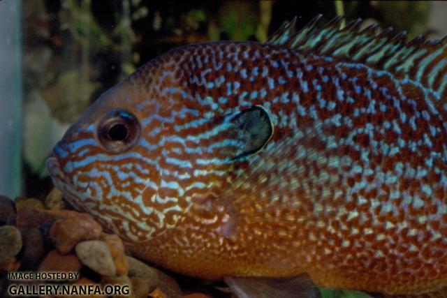 Longear Sunfish (9)