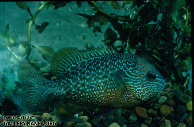 Longear Sunfish