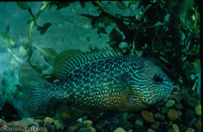 Longear Sunfish