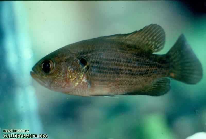 Mud Sunfish (3)