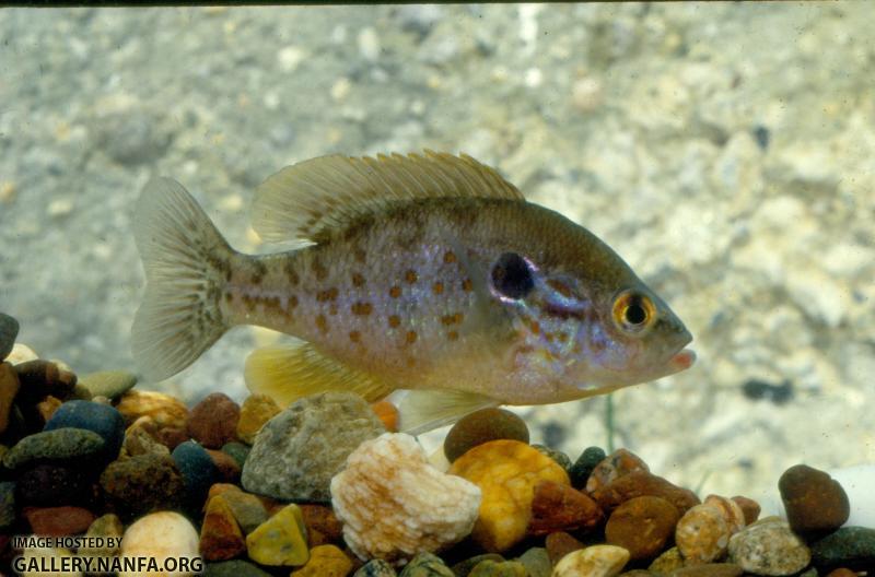 Orangespotted Sunfish (2)