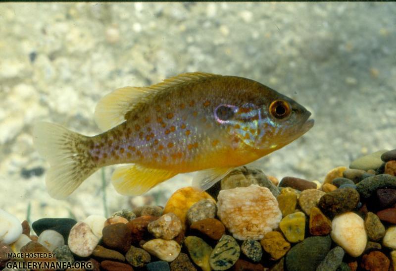 Orangespotted Sunfish