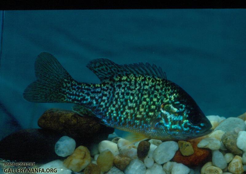 Pumpkinseed Sunfish