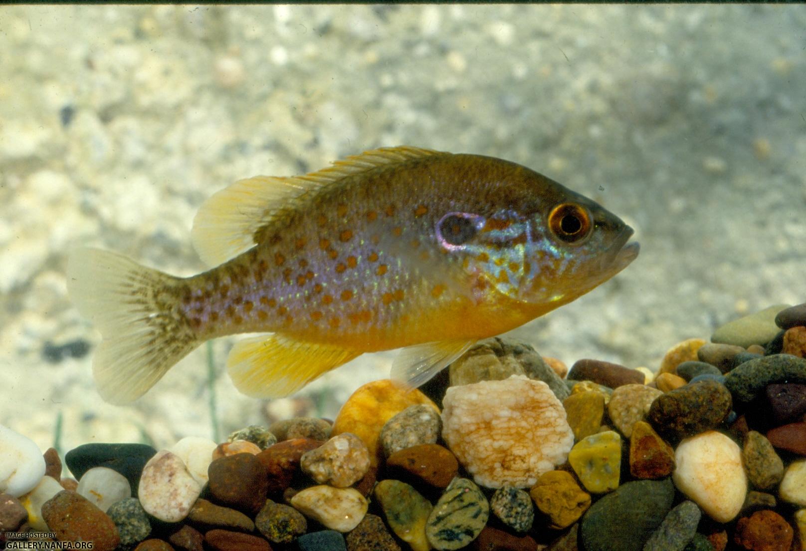 Orangespotted Sunfish