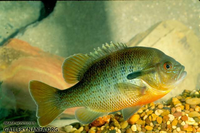 Redbreast Sunfish