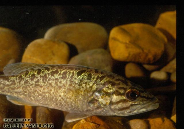 Smallmouth Bass