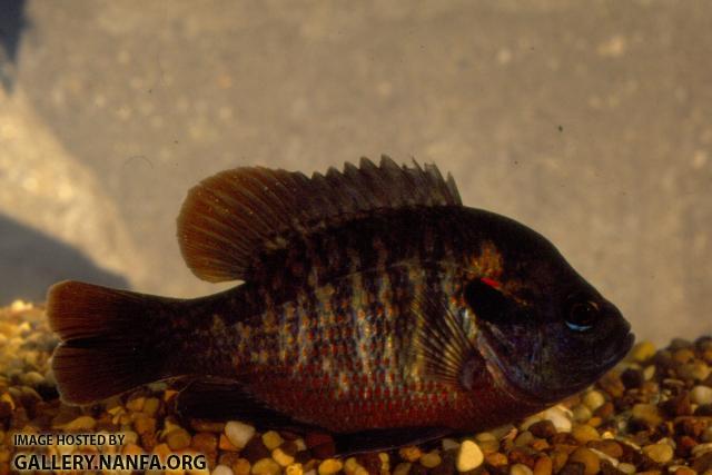 Spotted Sunfish