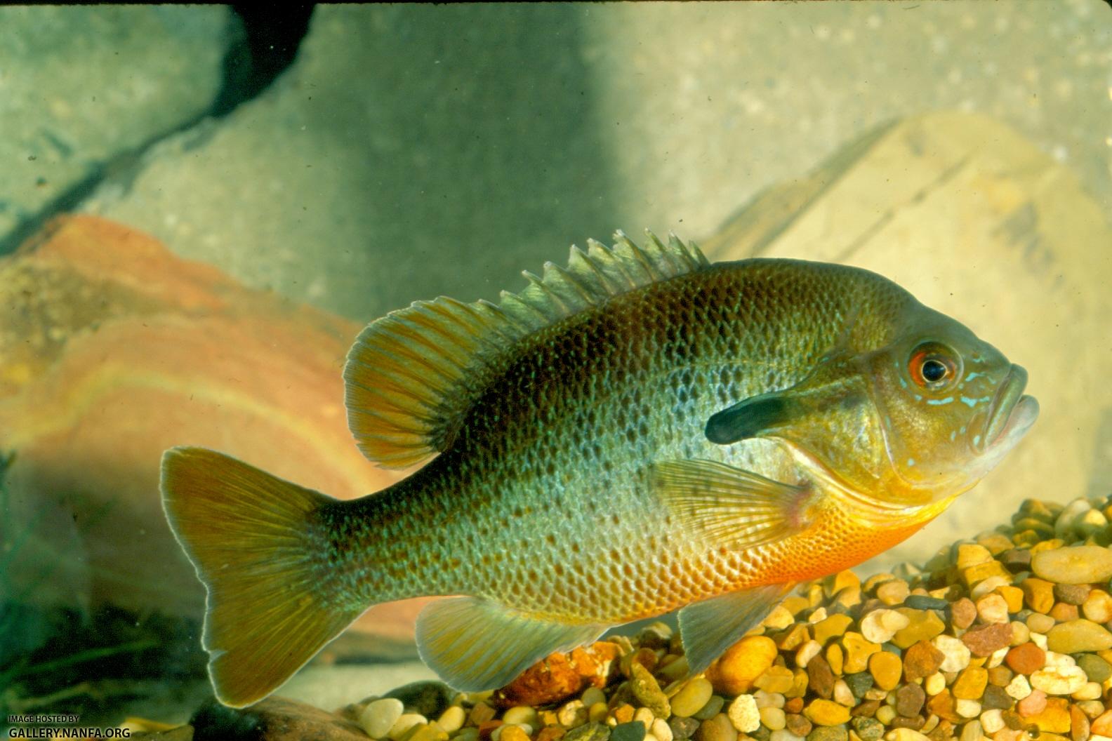 Redbreast Sunfish