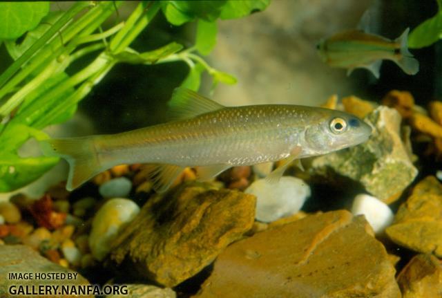 Bluehead Chub