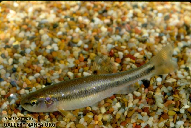 Creek Chub