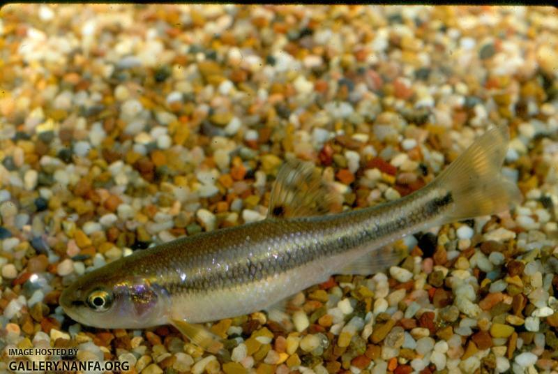 Creek Chub