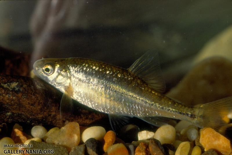 Oregon Chub