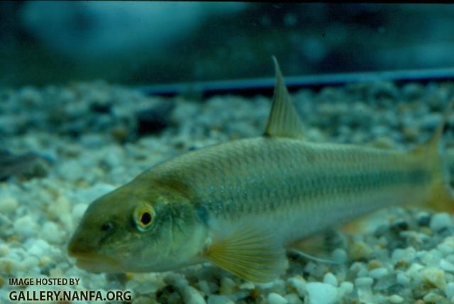 River Chub