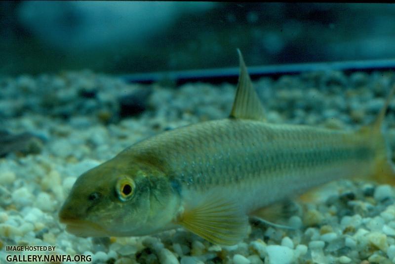 River Chub