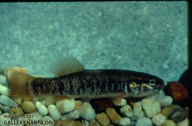 Central Mudminnow