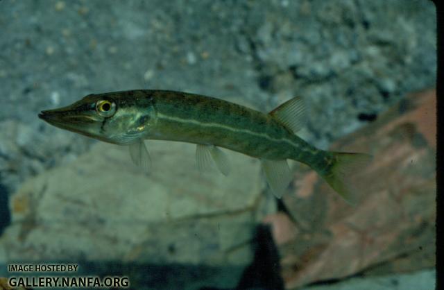 Chain Pickerel