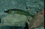 Chain Pickerel