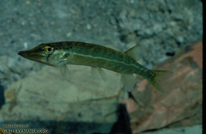 Chain Pickerel