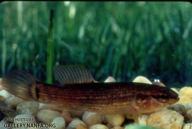 Eastern Mudminnow