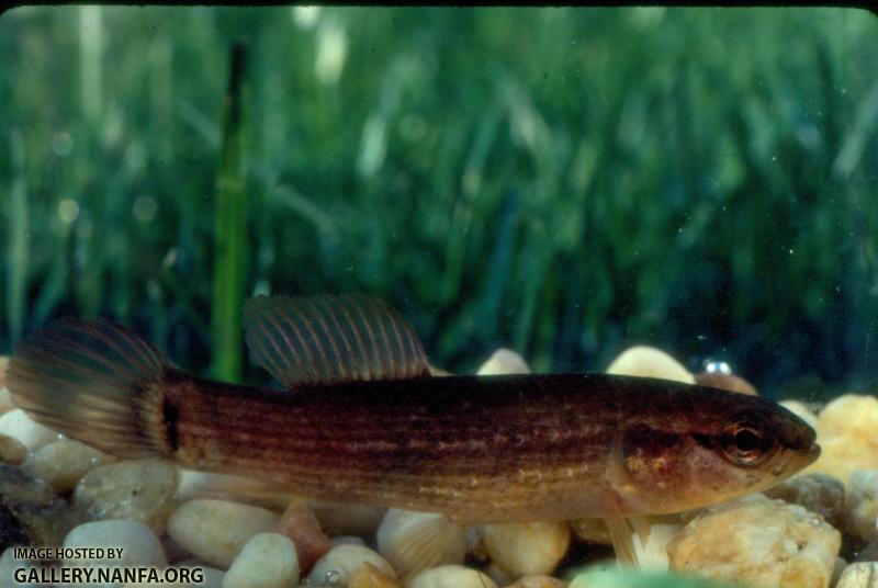 Eastern Mudminnow