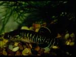 Olympic Mudminnow (2)