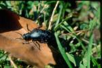 Beetle (2)