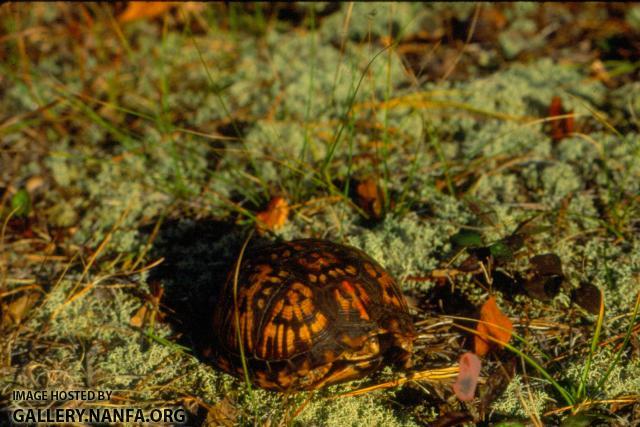 Box Turtle