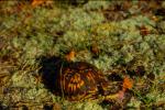 Box Turtle