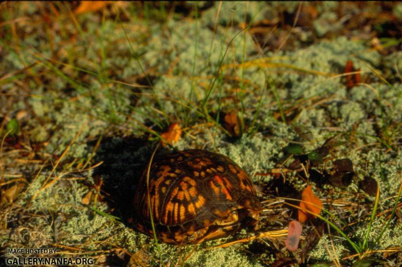 Box Turtle