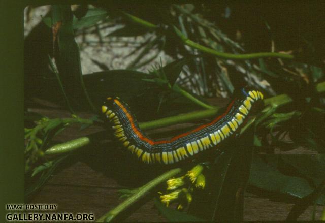 Caterpillar (3)