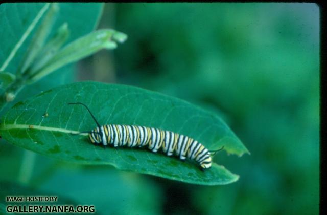 Caterpillar