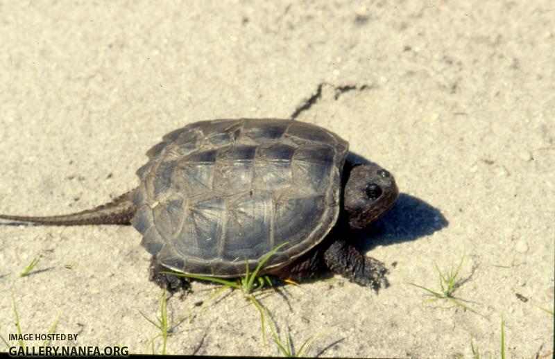 Snapping Turtle