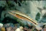 Blacknose Dace (2)