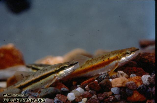 Blacknose Dace (3)