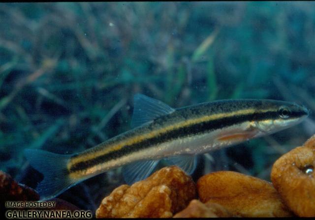 Blacknose dace2