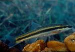 Blacknose dace2