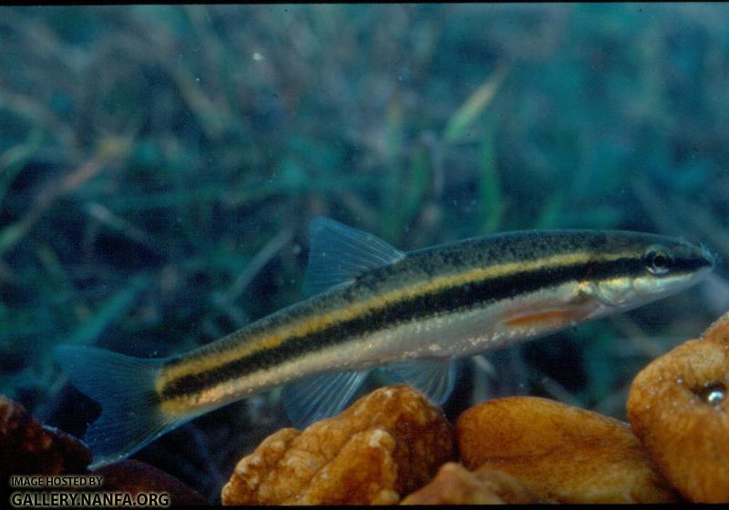 Blacknose dace2