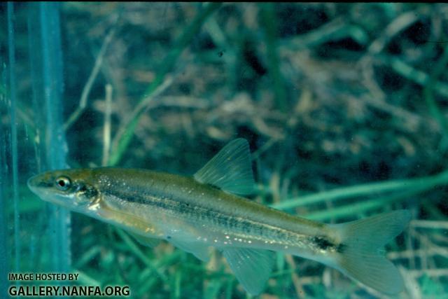 Longnose Dace (2)