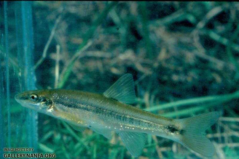 Longnose Dace (2)