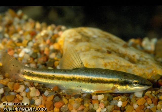 Longnose Dace (3)