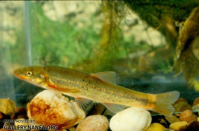 Longnose Dace