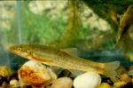 Longnose Dace