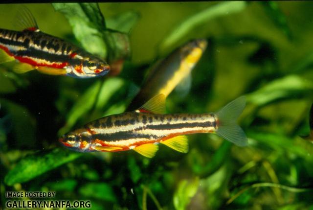 Mountain Redbelly Dace (3)