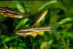 Mountain Redbelly Dace (3)