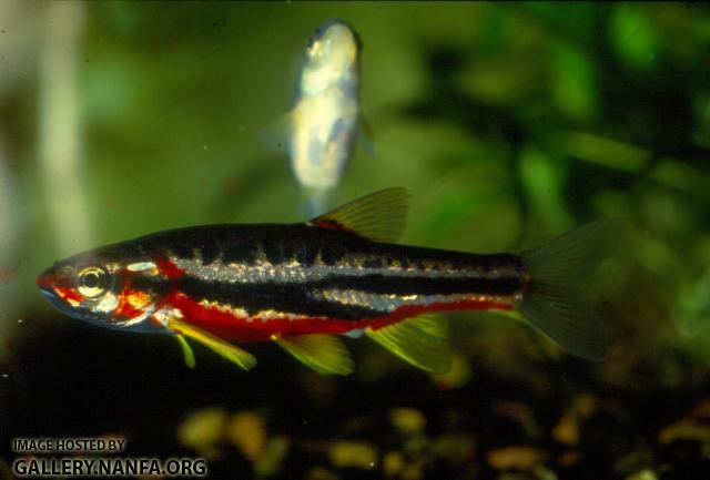 Mountain Redbelly Dace (4)