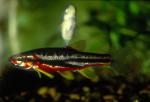 Mountain Redbelly Dace (4)