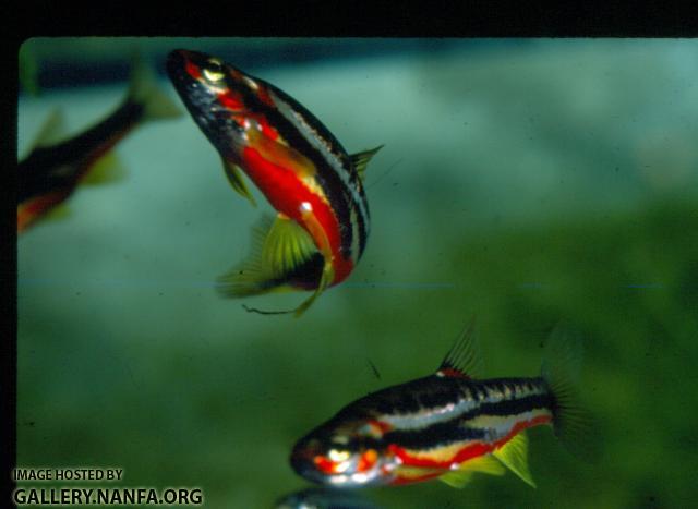 Mountain Redbelly Dace (5)