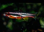 Mountain Redbelly Dace (7)