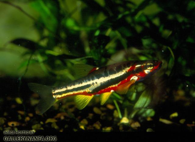 Mountain Redbelly Dace (8)