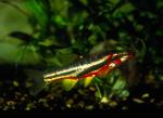 Mountain Redbelly Dace (8)